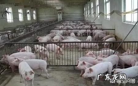 农村出来学习涉农专业的大学生如何在广大的农村创业?你有这方面的成功例子吗?