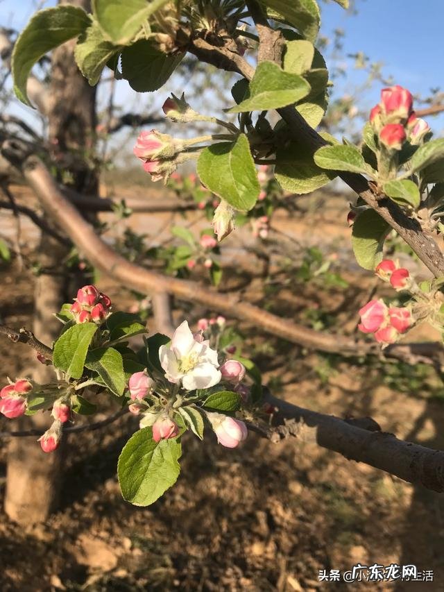 农村小资本创业项目? 要想在农村创业,但是没有资本该怎么办?