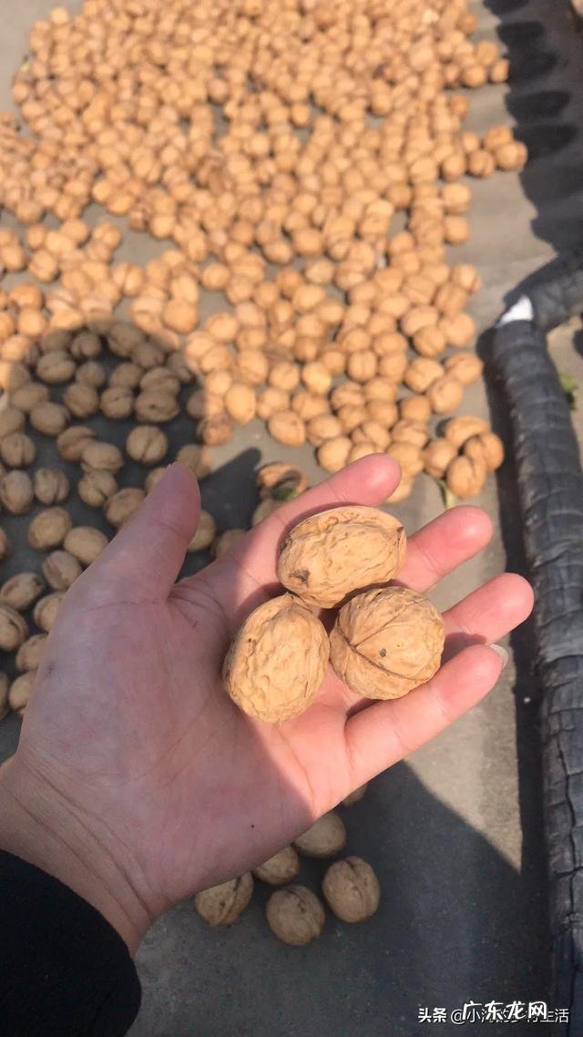 农村小资本创业项目? 要想在农村创业,但是没有资本该怎么办?