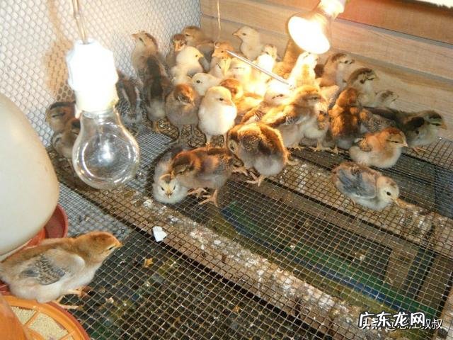 农村项目创业年赚百万? 乡镇,农村有哪些行业适合创业?