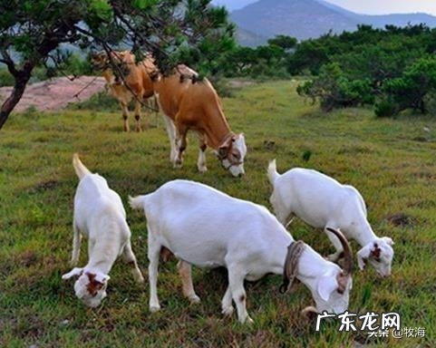 养殖前景最好的项目? 农村养殖好项目有哪些?