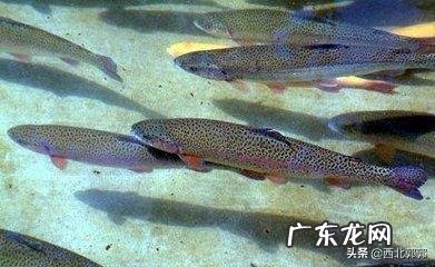 养殖前景最好的项目? 农村养殖好项目有哪些?