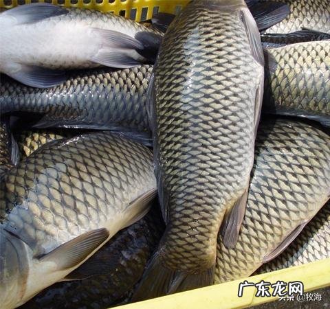 养殖前景最好的项目? 农村养殖好项目有哪些?