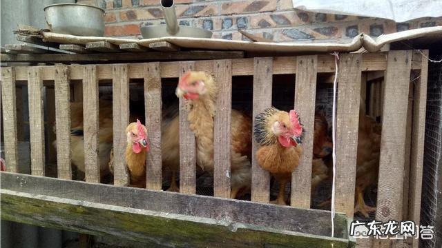 养殖前景最好的项目? 农村养殖好项目有哪些?