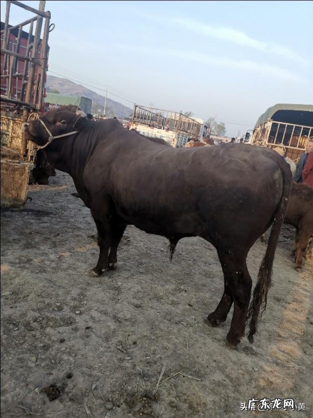 养殖前景最好的项目? 农村养殖好项目有哪些?