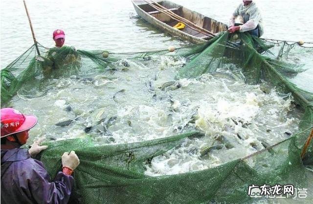 养殖前景最好的项目? 农村养殖好项目有哪些?