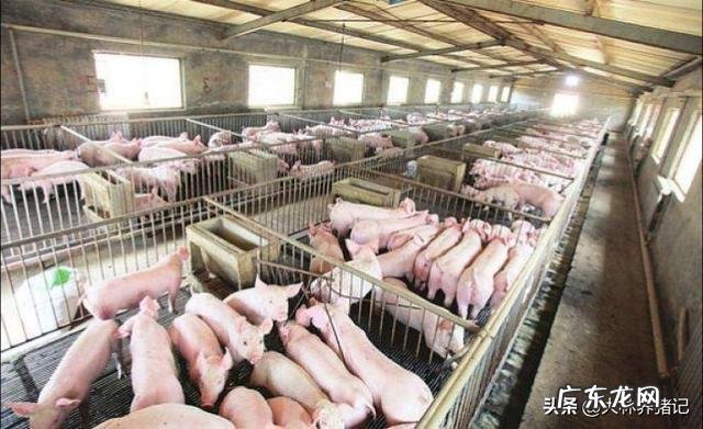 养殖前景最好的项目？ 农村养殖好项目有哪些？