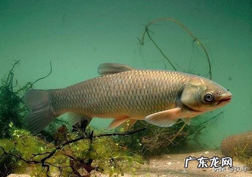 养殖前景最好的项目? 农村养殖好项目有哪些?