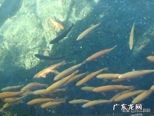 养殖前景最好的项目? 农村养殖好项目有哪些?