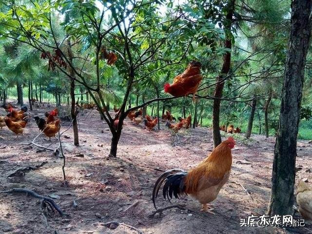 养殖前景最好的项目？ 农村养殖好项目有哪些？