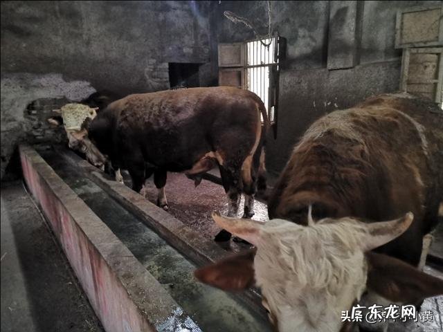 养殖前景最好的项目? 农村养殖好项目有哪些?