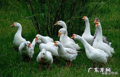 养殖前景最好的项目? 农村养殖好项目有哪些?