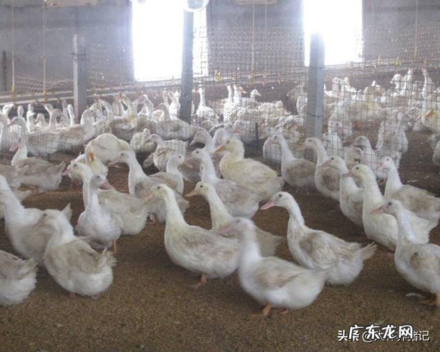 养殖前景最好的项目？ 农村养殖好项目有哪些？