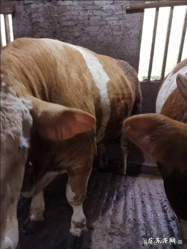 养殖前景最好的项目? 农村养殖好项目有哪些?