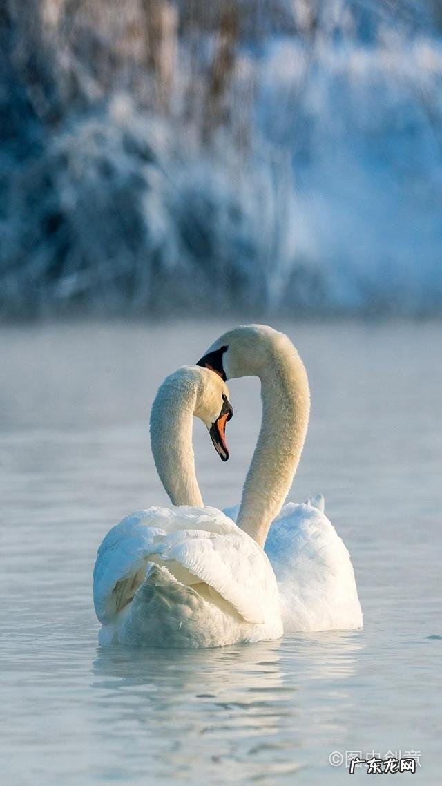 城市太累了我想回农村? 40岁不想在外打工啦,想回农村创业,有什么养殖项目介绍吗?