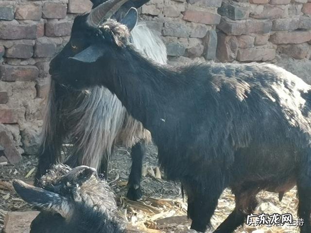 城市太累了我想回农村? 40岁不想在外打工啦,想回农村创业,有什么养殖项目介绍吗?