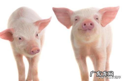 城市太累了我想回农村? 40岁不想在外打工啦,想回农村创业,有什么养殖项目介绍吗?