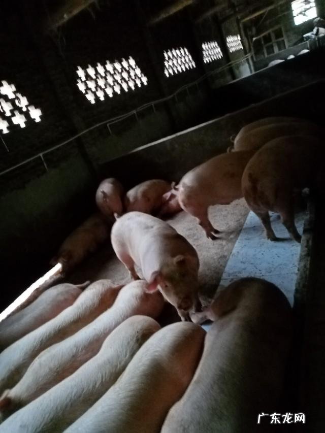 城市太累了我想回农村? 40岁不想在外打工啦,想回农村创业,有什么养殖项目介绍吗?