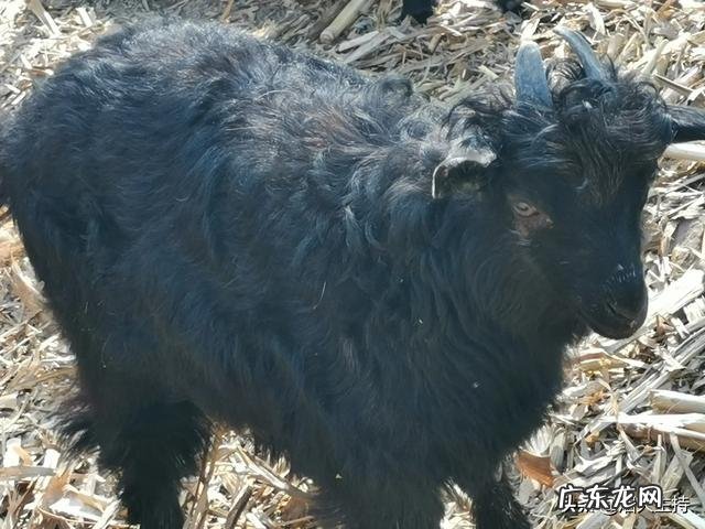 城市太累了我想回农村? 40岁不想在外打工啦,想回农村创业,有什么养殖项目介绍吗?