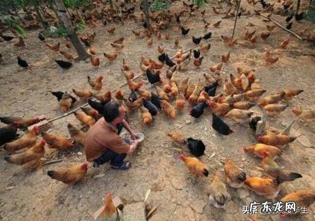 城市太累了我想回农村? 40岁不想在外打工啦,想回农村创业,有什么养殖项目介绍吗?