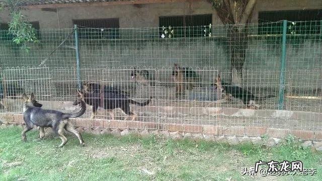 养殖小项目? 目前在农村搞养殖,最稳妥的项目有哪些?