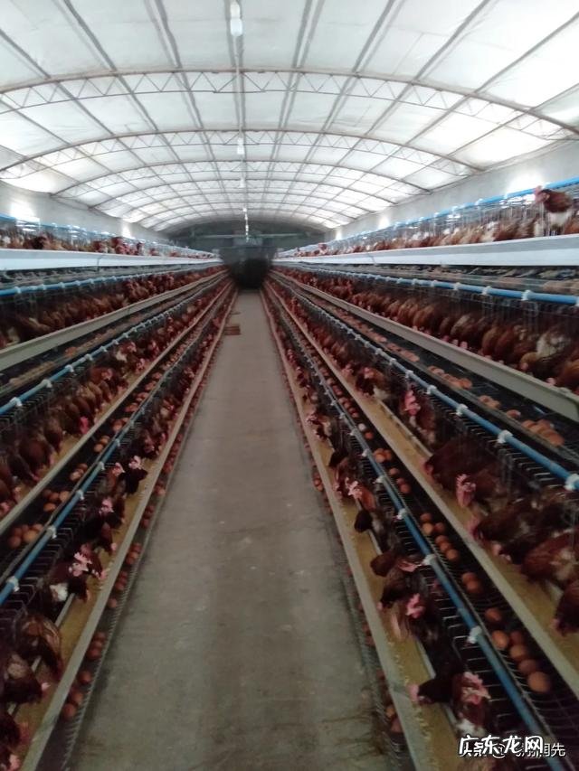 养殖小项目? 目前在农村搞养殖,最稳妥的项目有哪些?