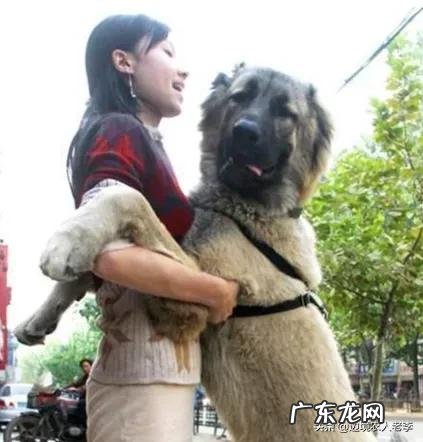 养殖小项目? 目前在农村搞养殖,最稳妥的项目有哪些?