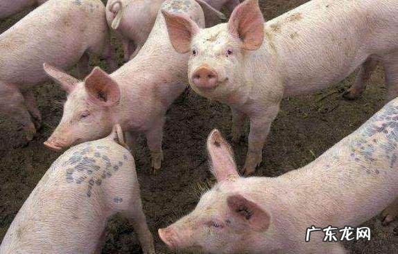 养殖小项目? 目前在农村搞养殖,最稳妥的项目有哪些?