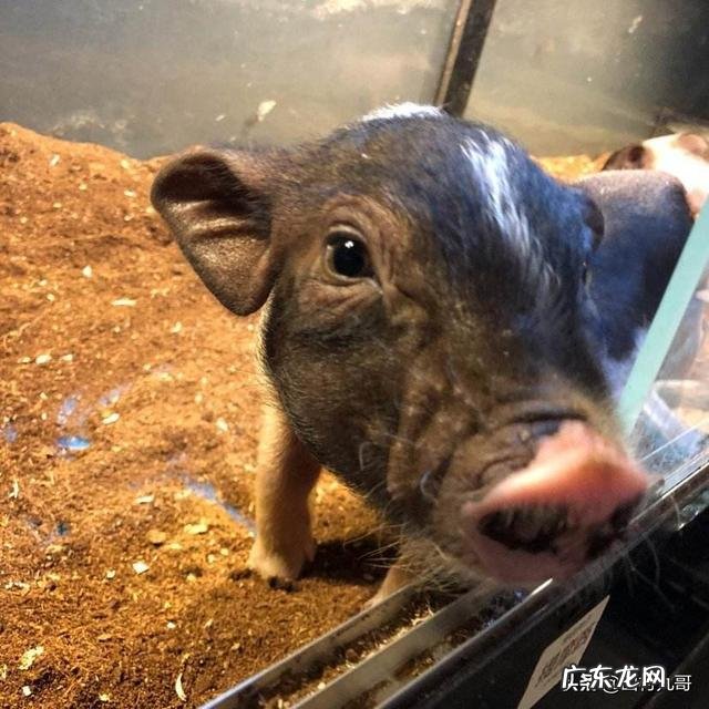 养殖小项目? 目前在农村搞养殖,最稳妥的项目有哪些?