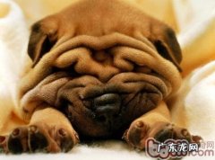 沙皮狗吃啥让头发更强