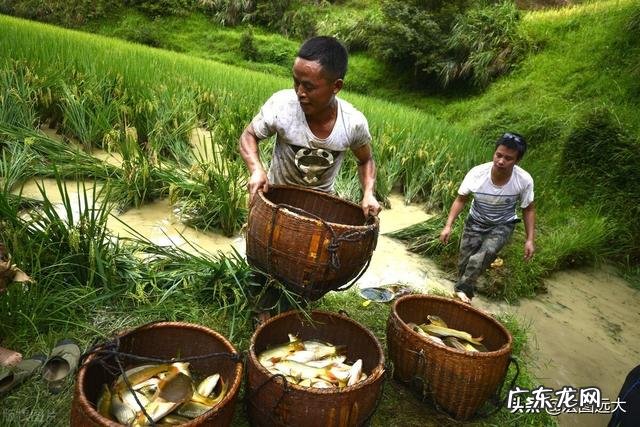 低风险创业项目？ 回农村创业搞什么养殖低风险？