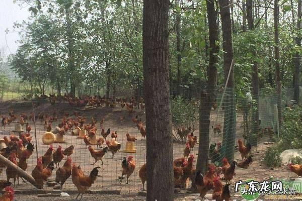 低风险创业项目？ 回农村创业搞什么养殖低风险？