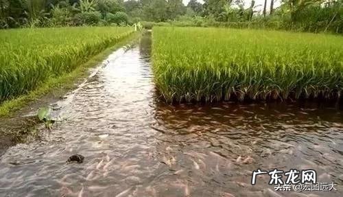 低风险创业项目? 回农村创业搞什么养殖低风险?