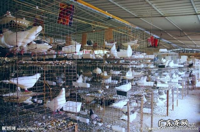 低风险创业项目？ 回农村创业搞什么养殖低风险？