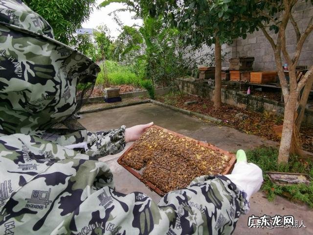 低风险创业项目? 回农村创业搞什么养殖低风险?