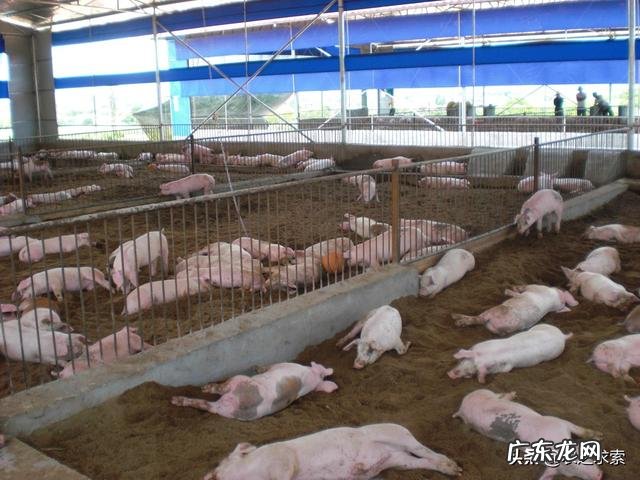 低风险创业项目? 回农村创业搞什么养殖低风险?