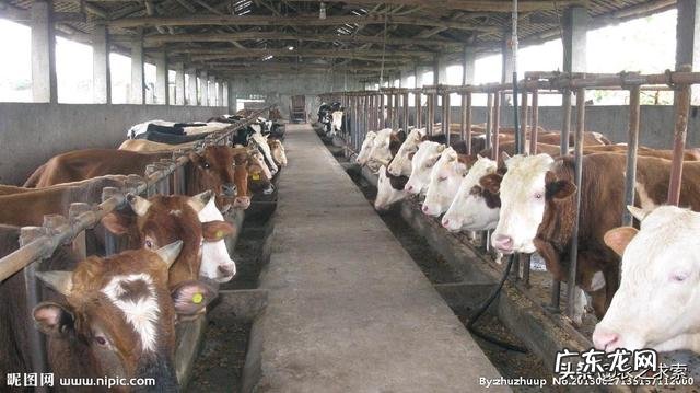 低风险创业项目？ 回农村创业搞什么养殖低风险？