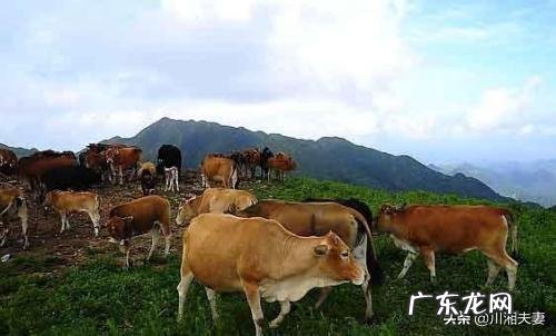 低风险创业项目? 回农村创业搞什么养殖低风险?