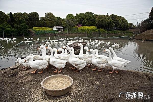 低风险创业项目？ 回农村创业搞什么养殖低风险？