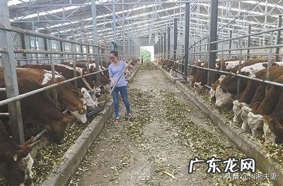 低风险创业项目? 回农村创业搞什么养殖低风险?