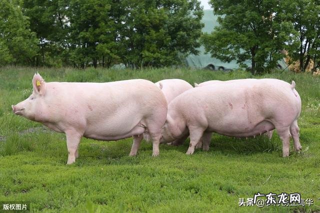 低风险创业项目? 回农村创业搞什么养殖低风险?