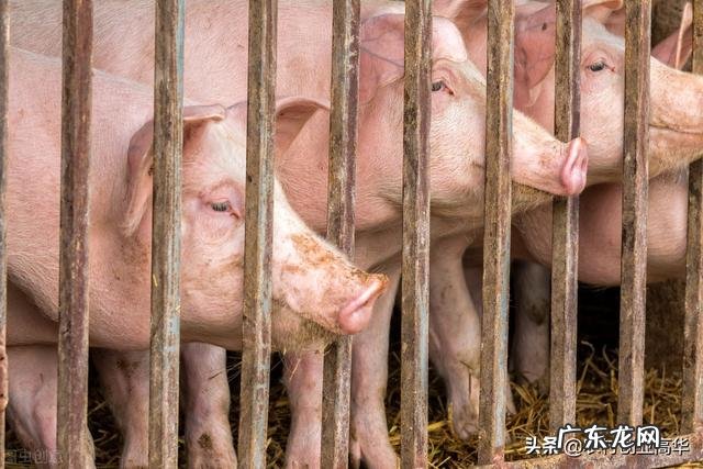 低风险创业项目? 回农村创业搞什么养殖低风险?