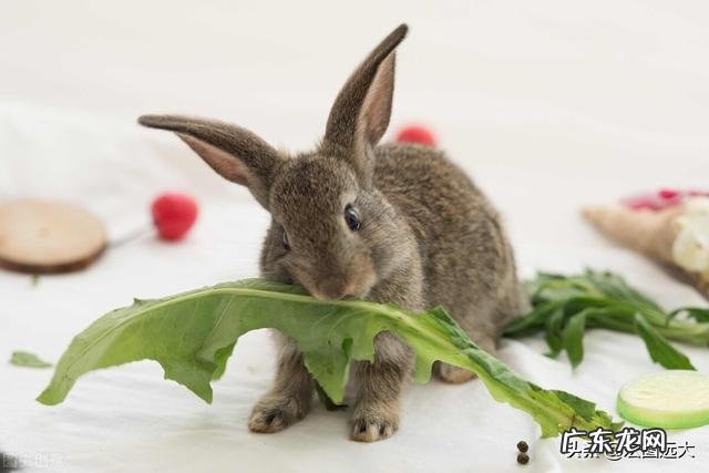 低风险创业项目？ 回农村创业搞什么养殖低风险？