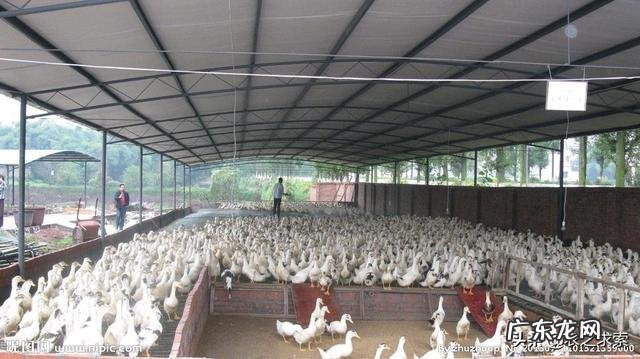 低风险创业项目？ 回农村创业搞什么养殖低风险？