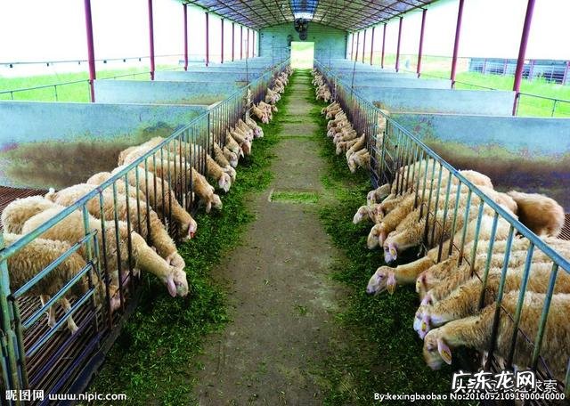 低风险创业项目? 回农村创业搞什么养殖低风险?