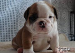 刚断奶后的沙皮狗一天的胃口