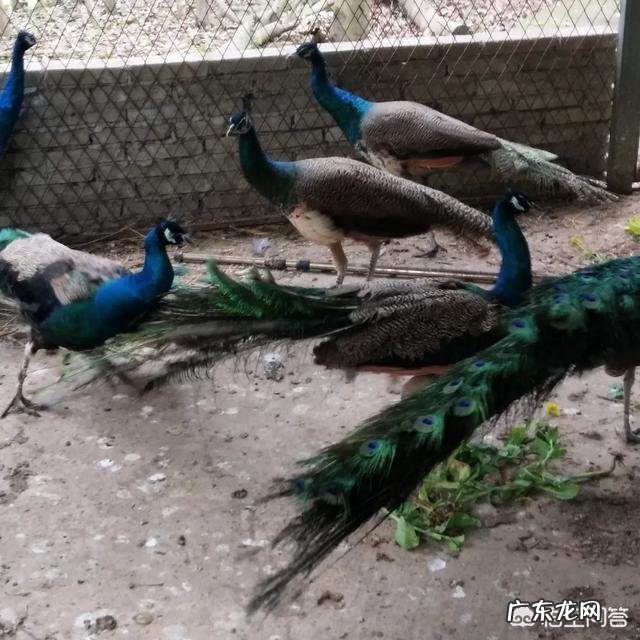 农村创业养殖好项目？ 想回农村创业，养殖什么好？