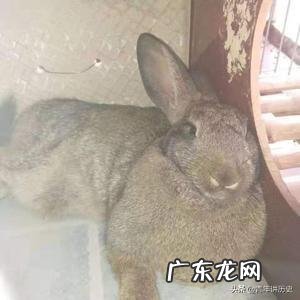 农村创业养殖好项目？ 想回农村创业，养殖什么好？