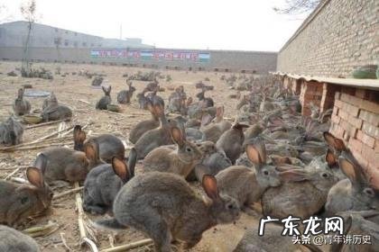 农村创业养殖好项目？ 想回农村创业，养殖什么好？