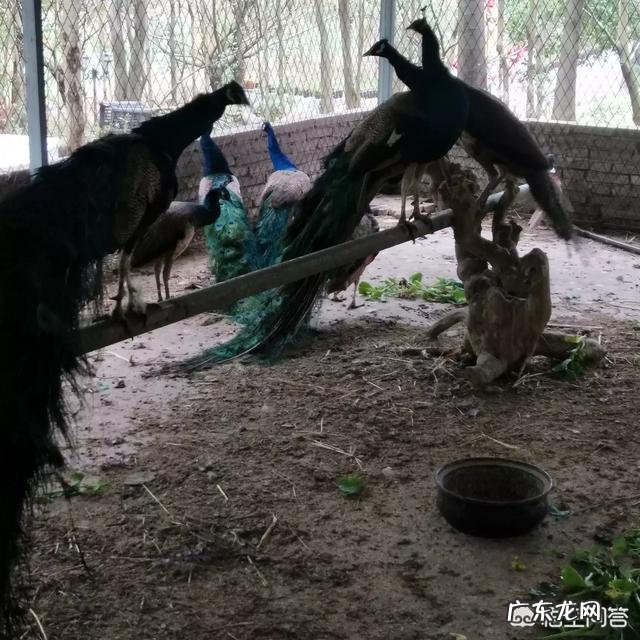 农村创业养殖好项目？ 想回农村创业，养殖什么好？